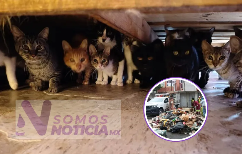 Rescatan a más de 90 gatos en condiciones insalubres en Tecámac