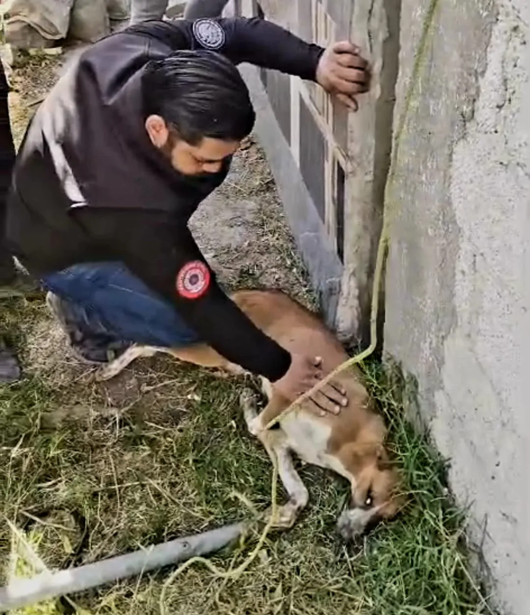 PROTECCIÓN CIVIL DE ECATEPEC SALVA A PERRITA ATRAPADA ENTRE BARDAS