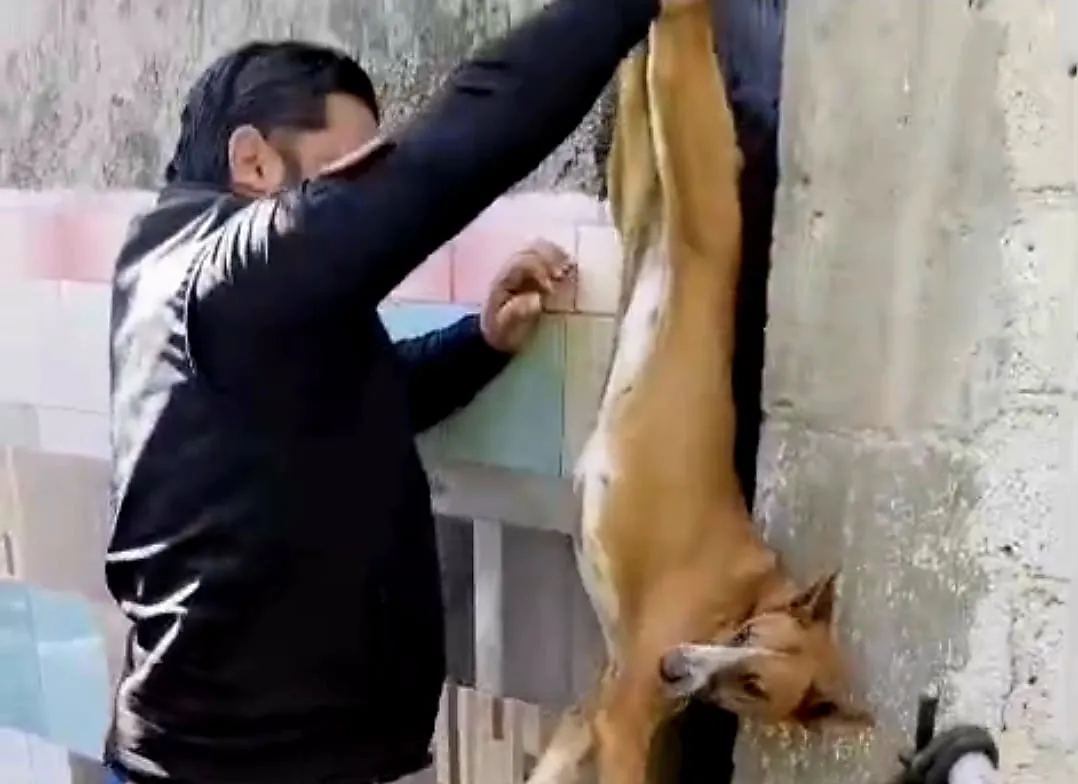 PROTECCIÓN CIVIL DE ECATEPEC SALVA A PERRITA ATRAPADA ENTRE BARDAS