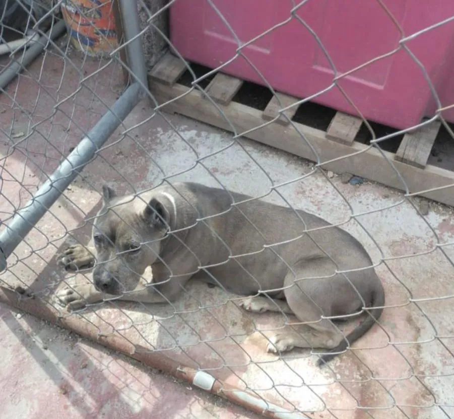 RESCATAN A 102 ANIMALES MALTRATADOS EN VIVIENDA DE TULTEPEC