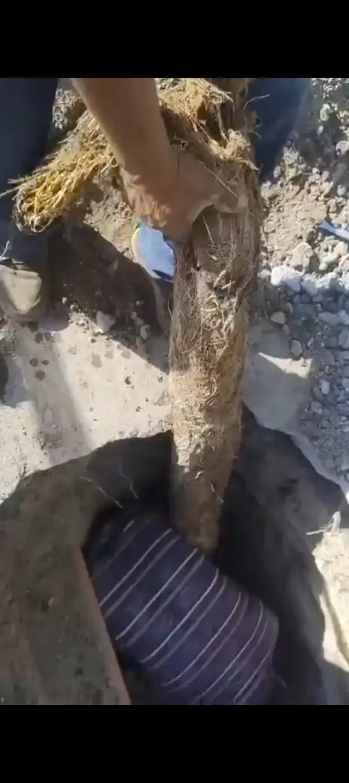 Hallan raíz de gran tamaño que tapaba tubería en Ecatepec
