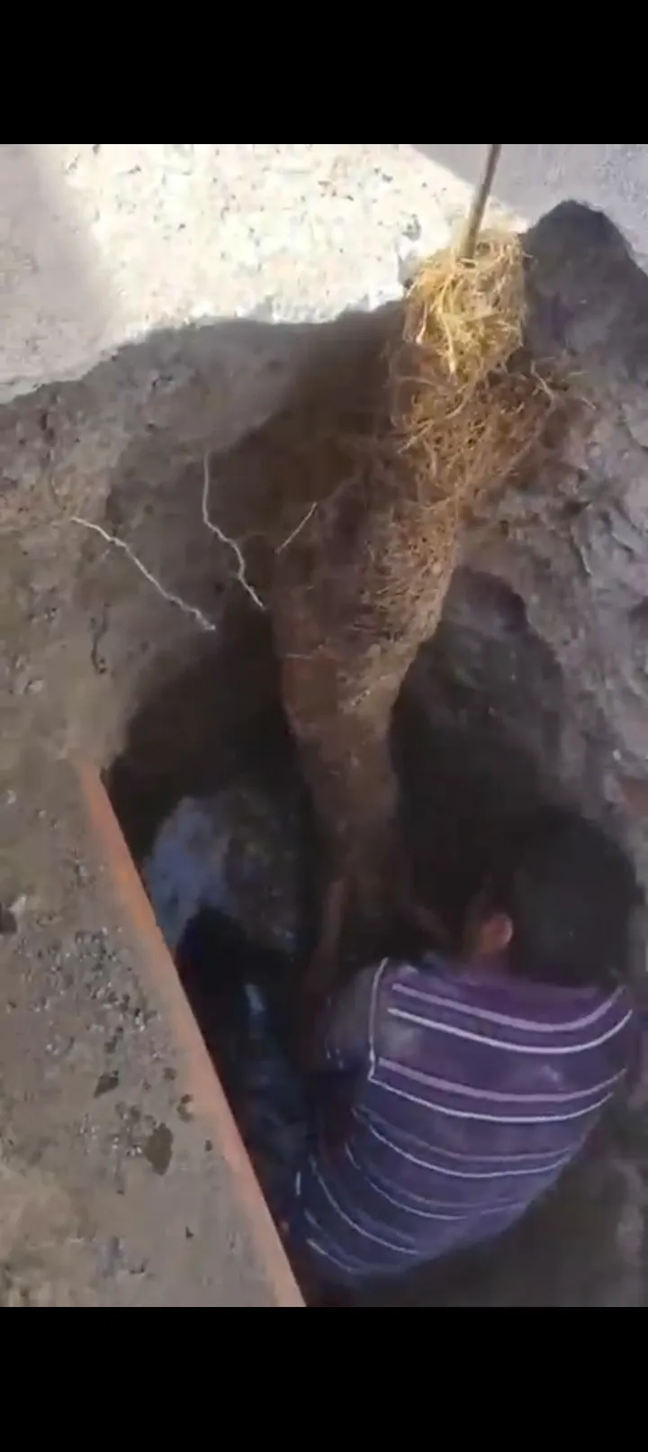 Hallan raíz de gran tamaño que tapaba tubería en Ecatepec