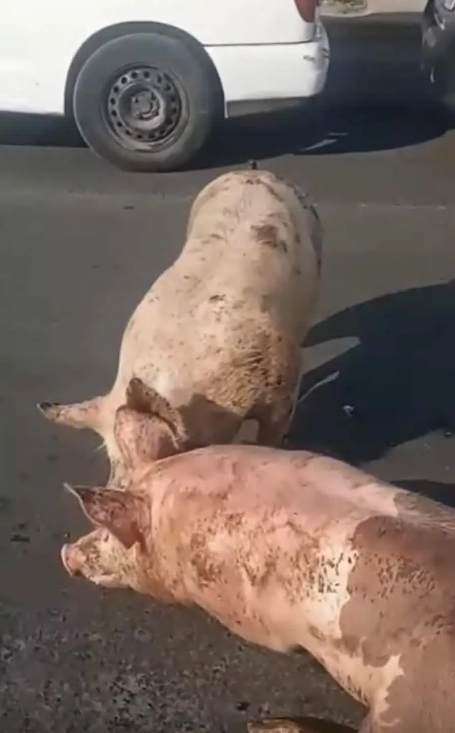 Cerdos desatan caos vial en puente de Teoloyucan