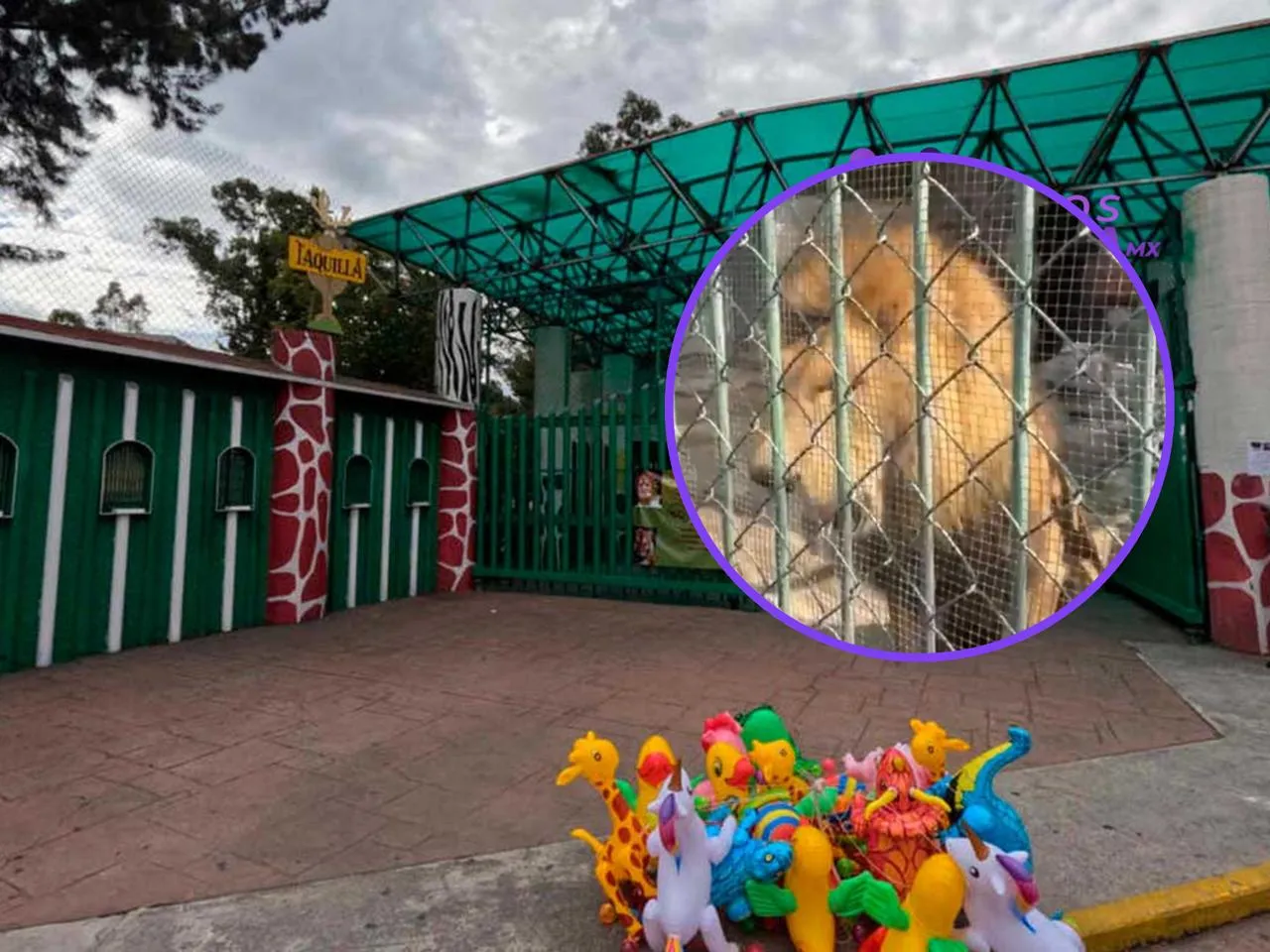 León del Parque del Pueblo recibe atención médica tras vomitar parásitos