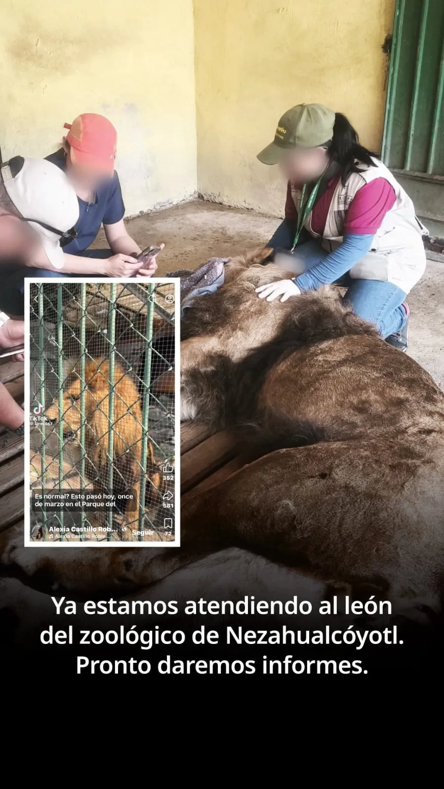 Atención veterinaria para león africano tras señales de enfermedad