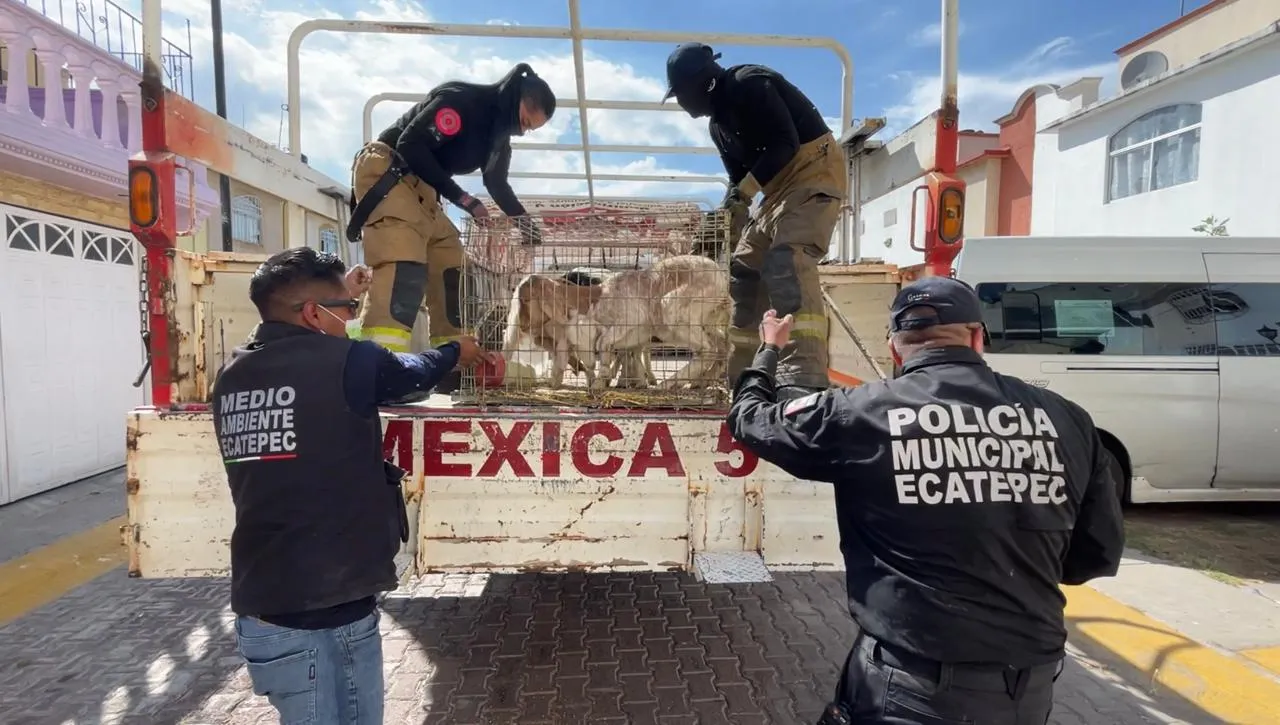 Más de 700 animales son rescatados tras cateo en Ecatepec