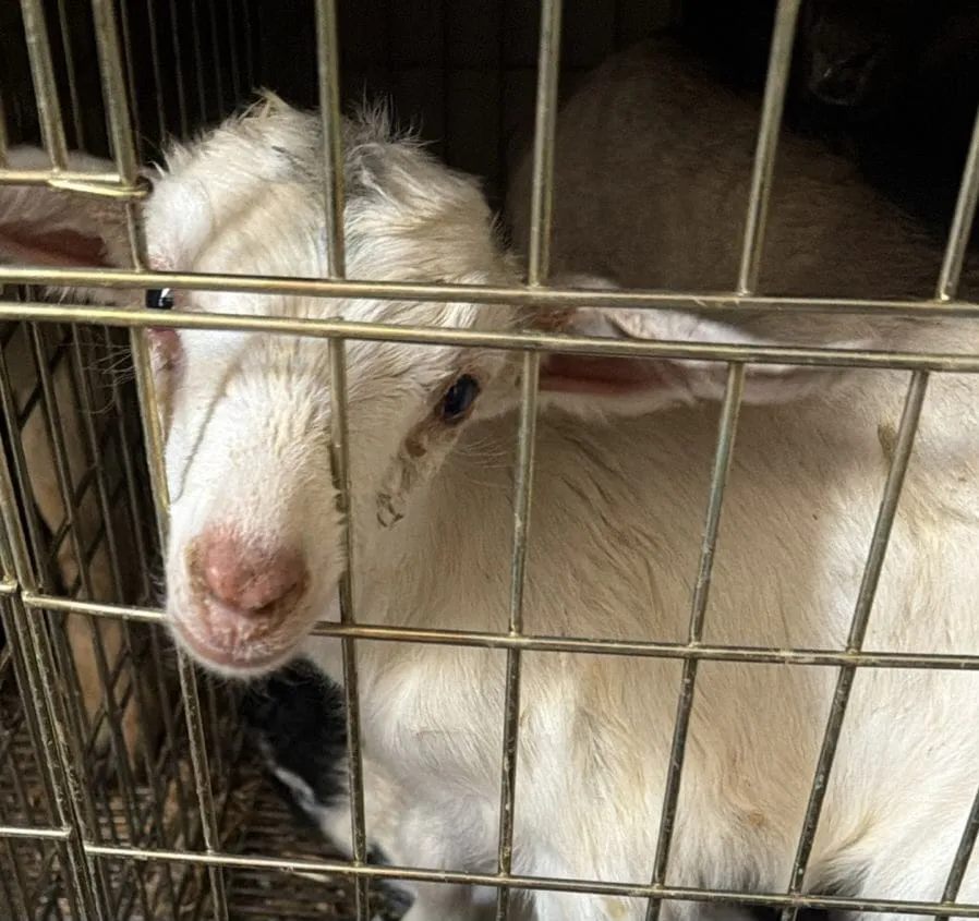 Más de 700 animales son rescatados tras cateo en Ecatepec