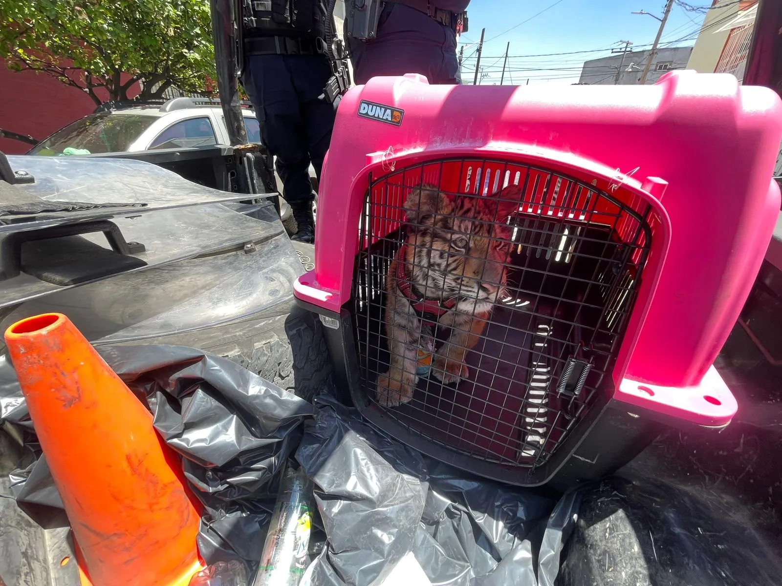 Aseguran tigre de bengala en vivienda de Ecatepec tras denuncia ciudadana
