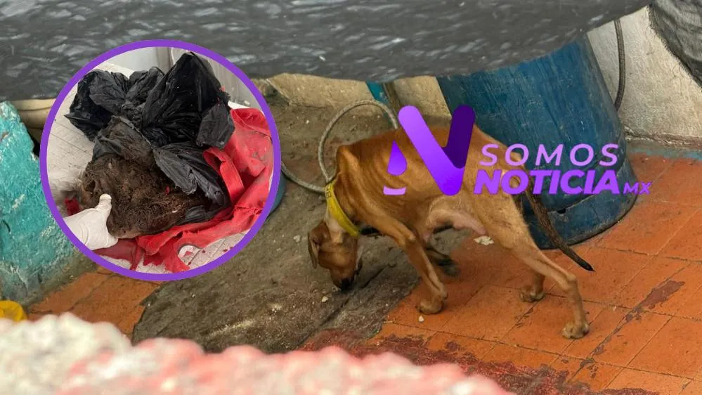 Rescatan mascotas en condiciones críticas dentro de una veterinaria de Ecatepec 