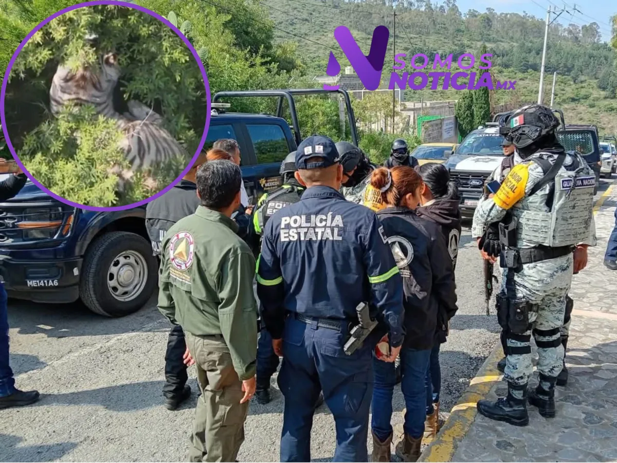 Intensifican búsqueda del tigre escapado en Tepetlaoxtoc; drones permiten ubicarlo