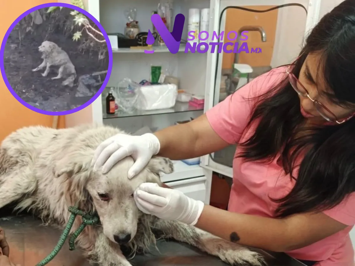 Perro lesionado es rescatado de un canal en Ecatepec y encuentra hogar