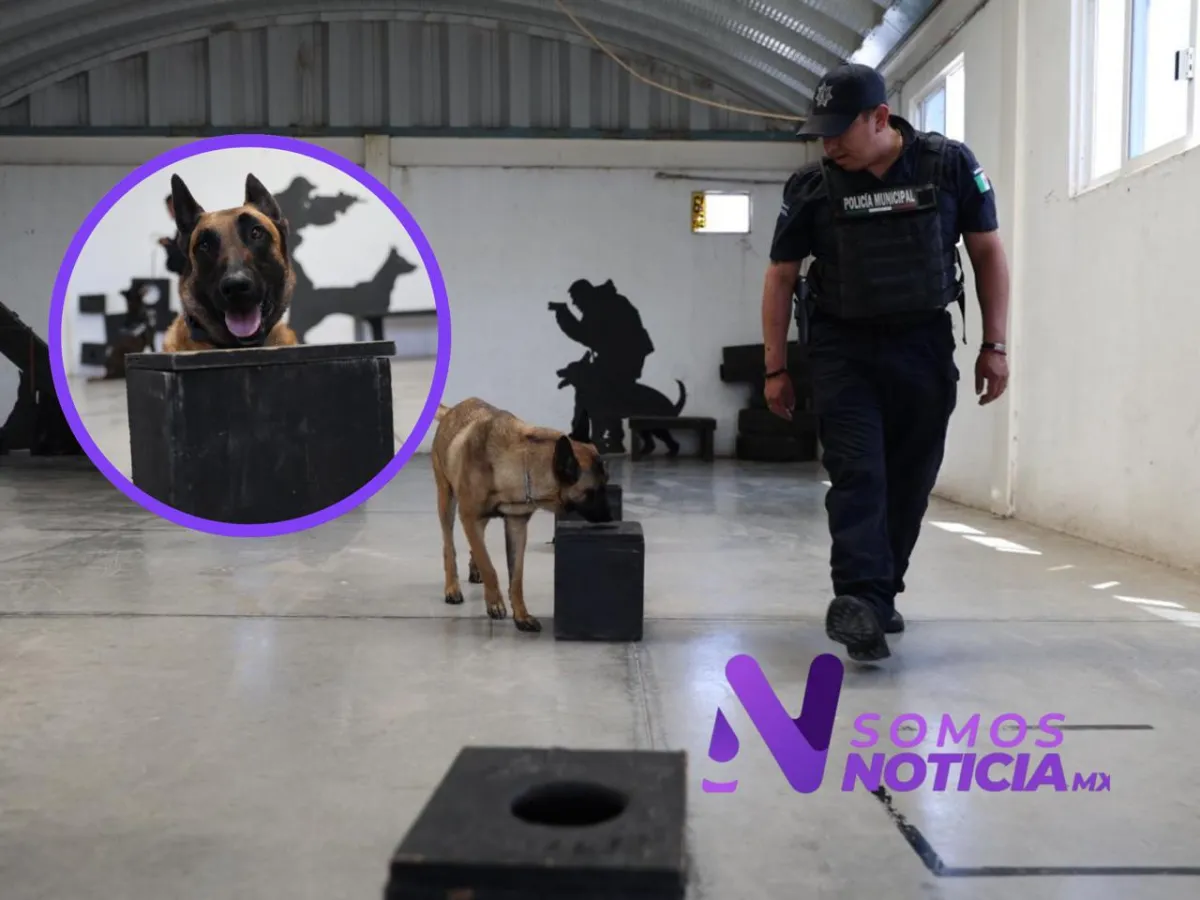 Perros policía refuerzan vigilancia en escuelas y transporte de Ecatepec