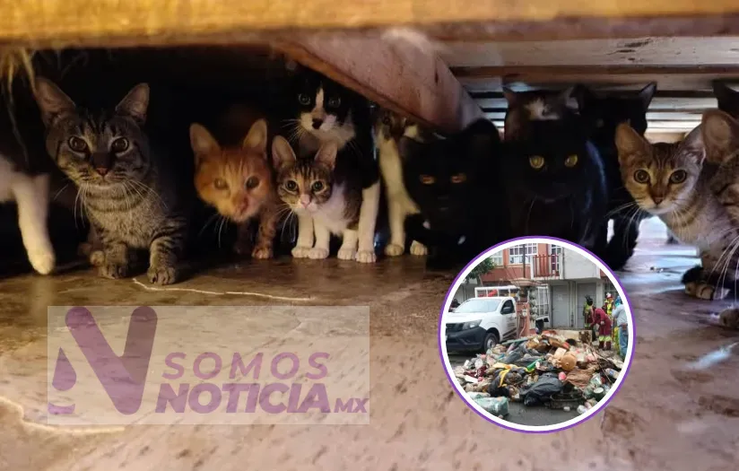 Rescatan a más de 90 gatos en condiciones insalubres en Tecámac