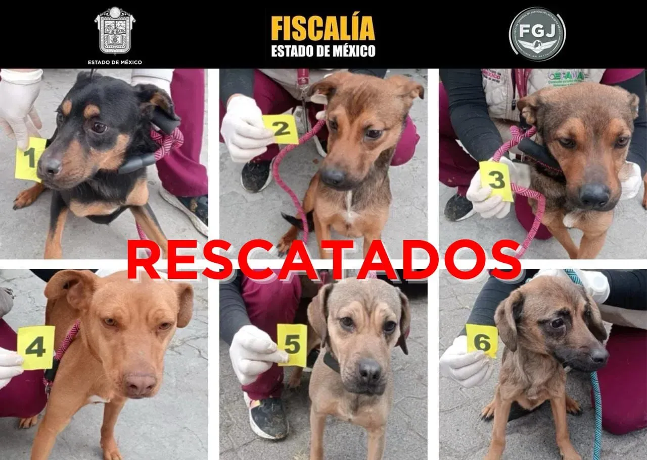 Rescatan a seis lomitos víctimas de maltrato en Ixtapaluca tras denuncia ciudadana