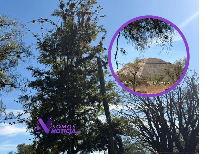 Heno motita amenaza el equilibrio ecológico en Teotihuacán