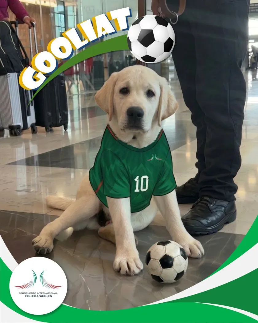 Goliat, el nuevo integrante canino que acompaña a usuarios en el AIFA
