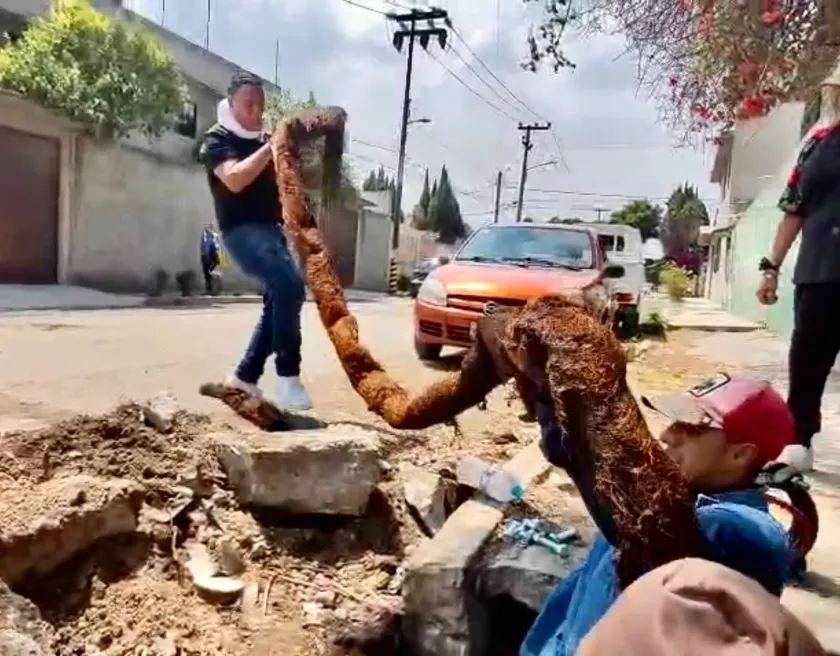 Raíz gigante deja sin agua por años a vecinos de Ecatepec