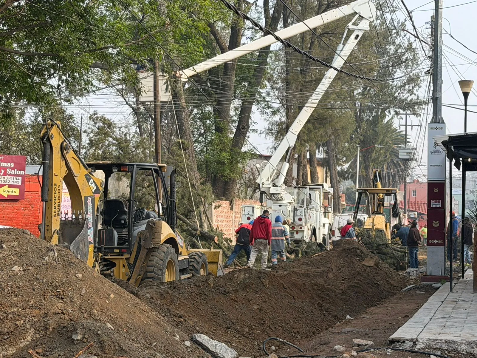 Autoridades retiran árboles con plaga y raíces expuestas en Teotihuacán